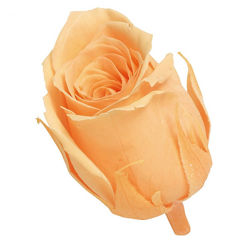 ビビアン ワインレッド 24輪 大地農園 DO002370-471【プリザーブド