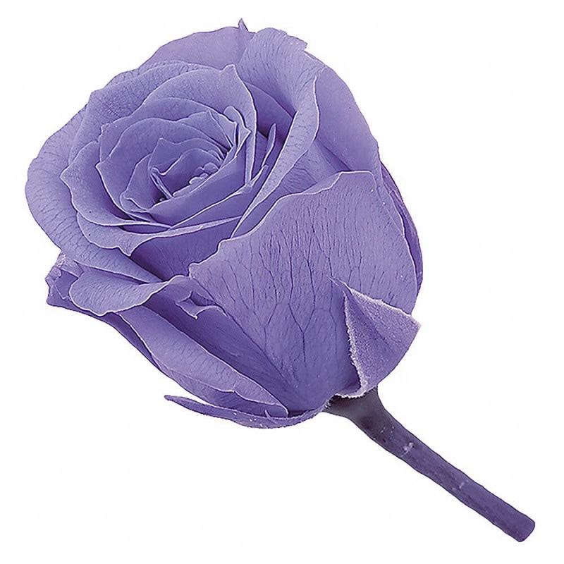 ビビアン ワインレッド 24輪 大地農園 DO002370-471【プリザーブド