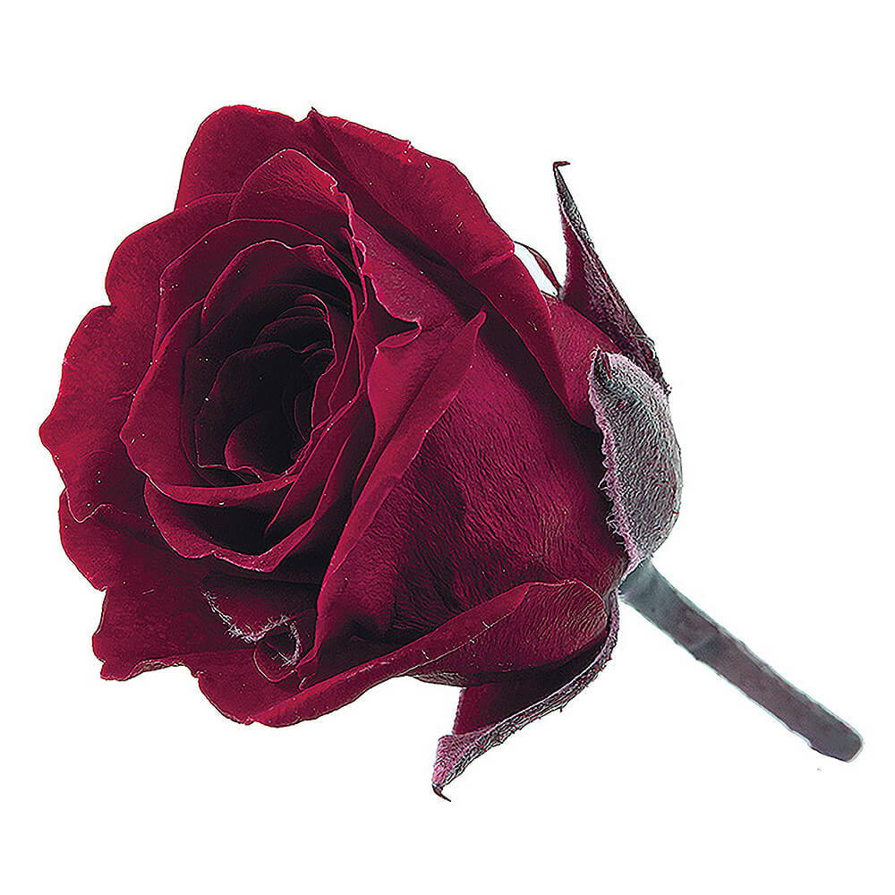 ビビアン ワインレッド 24輪 大地農園 DO002370-471【プリザーブド