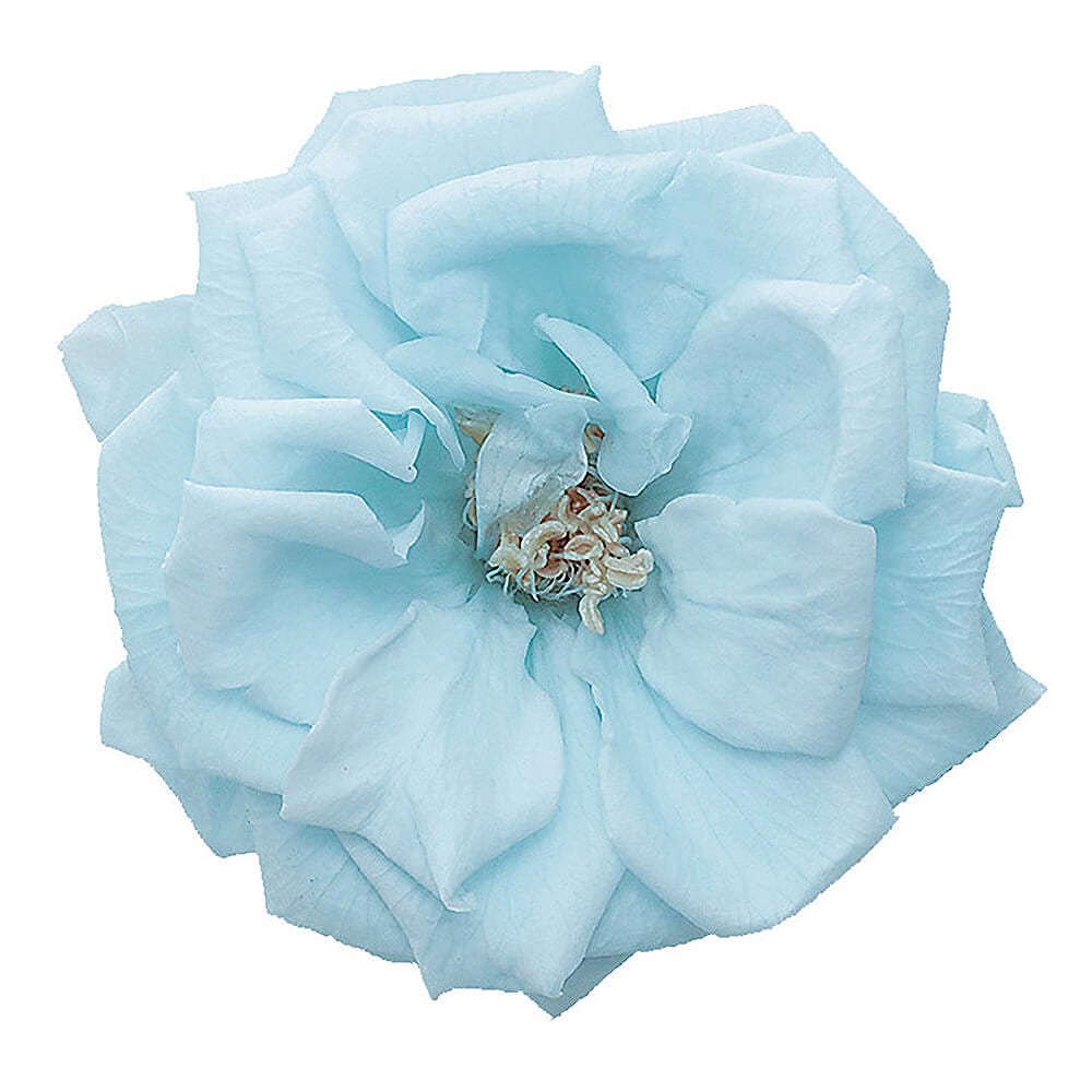 フレンチマリアンヌ ベビーブルー 12輪 大地農園 DO002412-621