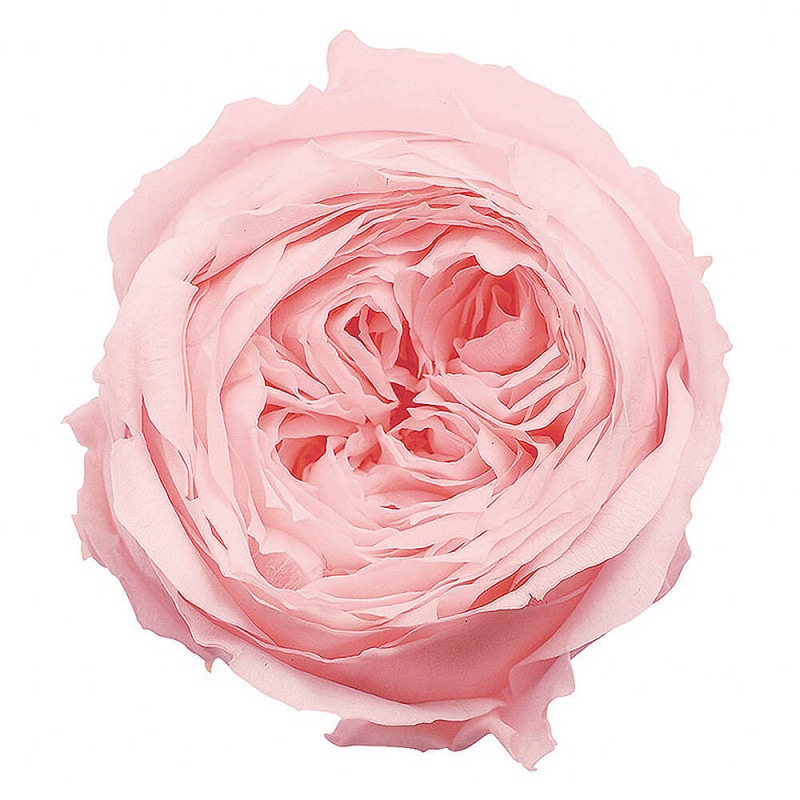 ���������Ƥޤꡡ�֥饤����ԥ󥯡�8�ء��������ࡡDO002460-101�ڥץꥶ���֥ɥե���