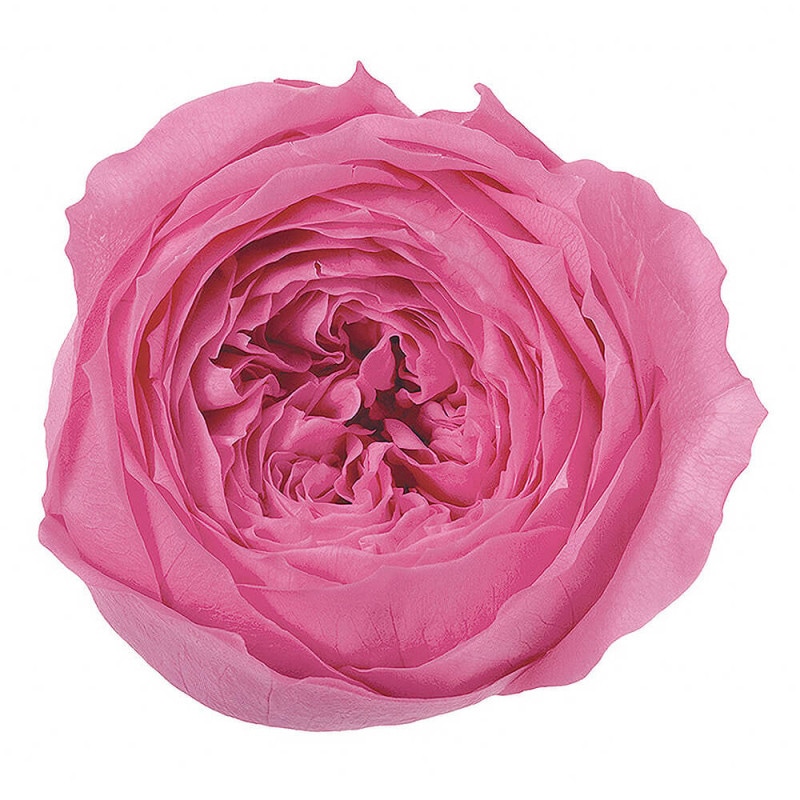 ���������Ƥޤꡡ�ץ�󥻥��ԥ󥯡�8�ء��������ࡡDO002460-181�ڥץꥶ���֥ɥե���