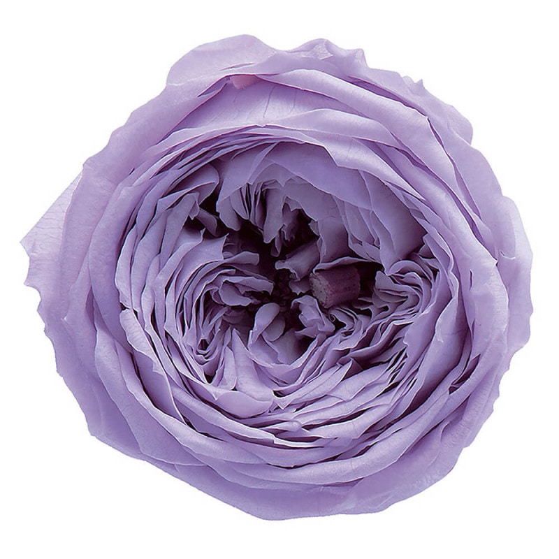 ローズ・てまり パールグレー 8輪 大地農園 DO002460-871