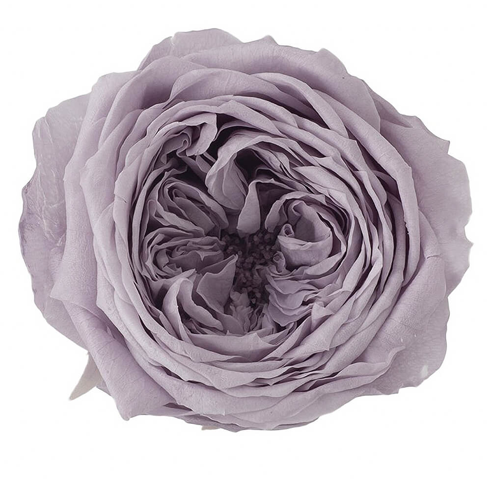 ローズ・てまり パールグレー 8輪 大地農園 DO002460-871