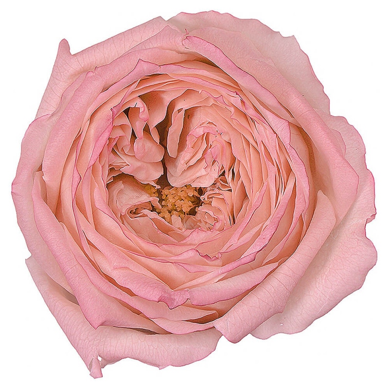 ���������Ƥޤꡦ�Ϥʤ������ԥ�/�ѡ��ץ롡8�ء��������ࡡDO002463-145�ڥץꥶ���֥ɥե���