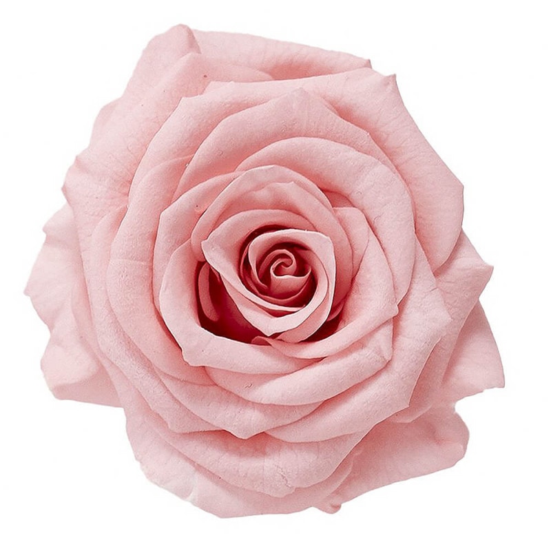 ���㡼���åȡ��Х˥�ԥ󥯡�12�ء��������ࡡDO002592-133�ڥץꥶ���֥ɥե���