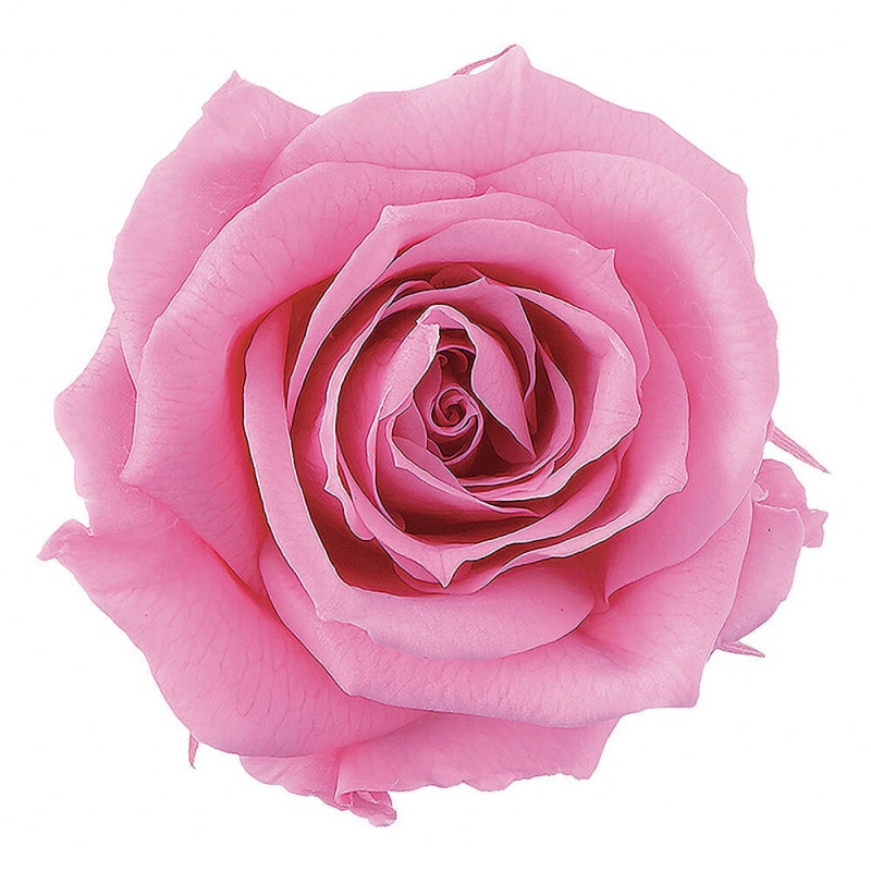 ���㡼���åȡ��ץ�󥻥��ԥ󥯡�12�ء��������ࡡDO002592-181�ڥץꥶ���֥ɥե���