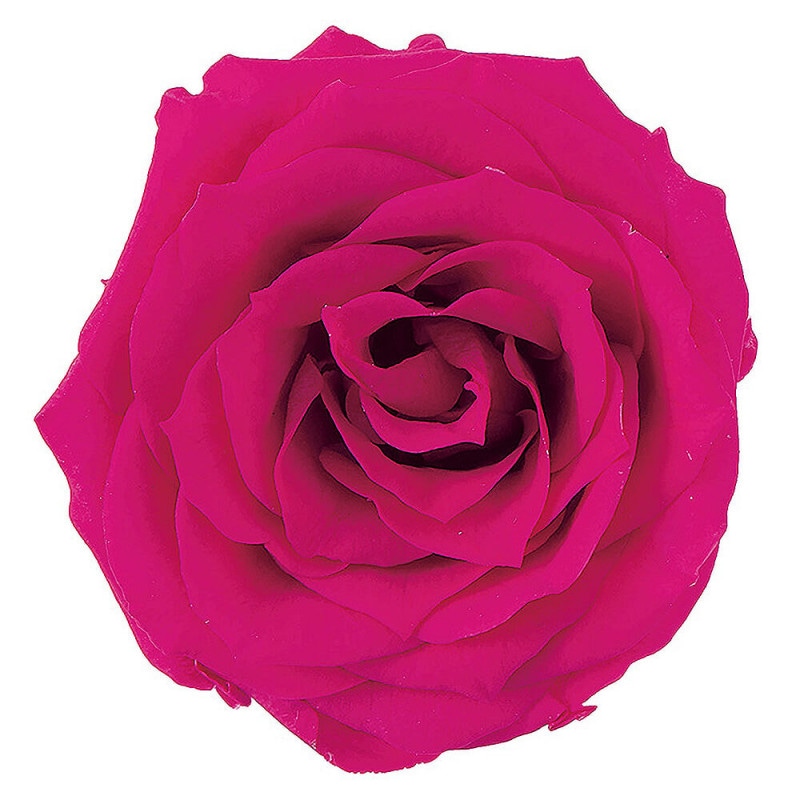 ���㡼���åȡ��ե��ܥ����12�ء��������ࡡDO002592-211�ڥץꥶ���֥ɥե���