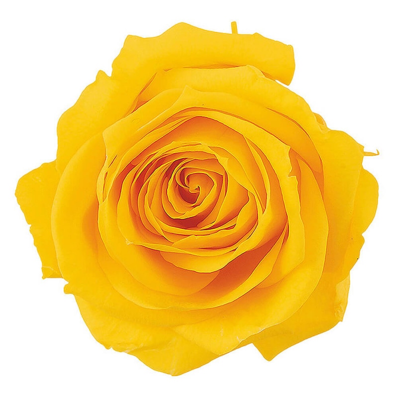 ���㡼���åȡ��ߥ⥶����������12�ء��������ࡡDO002592-521�ڥץꥶ���֥ɥե���