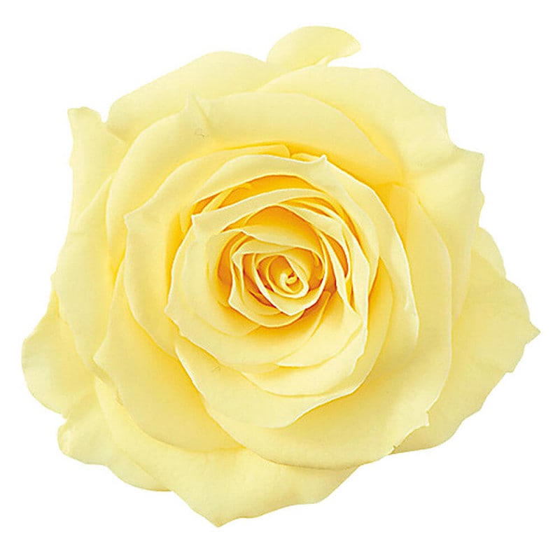 ���㡼���åȡ��⡼�˥󥰥���������12�ء��������ࡡDO002592-501�ڥץꥶ���֥ɥե���