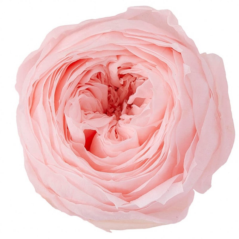 åȡ֥饤ԥ󥯡9ءࡡDO002730-101ڥץꥶ֥ɥե