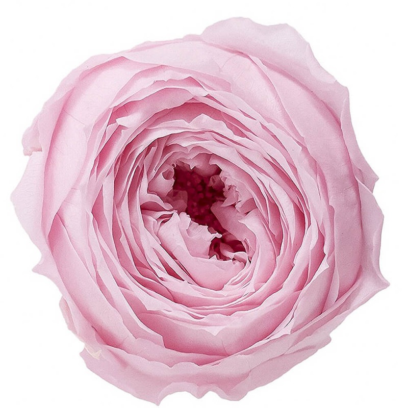 åȡ㡼٥åȥԥ󥯡9ءࡡDO002730-102ڥץꥶ֥ɥե