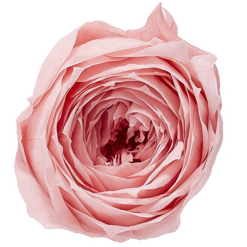 åȡХ˥ԥ󥯡9ءࡡDO002730-133ڥץꥶ֥ɥե