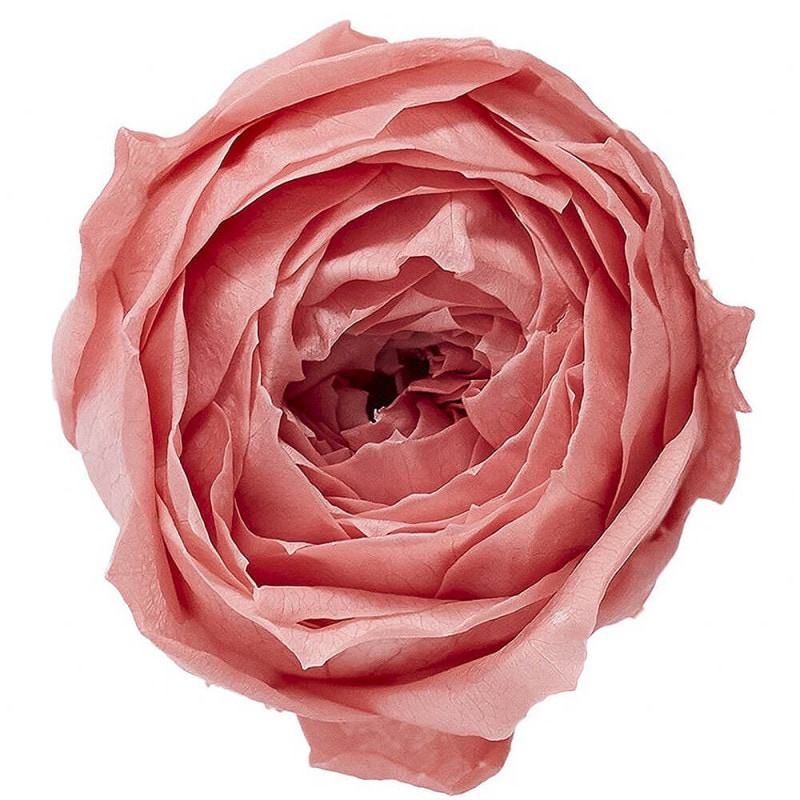 åȡܥܥԥ󥯡9ءࡡDO002730-171ڥץꥶ֥ɥե