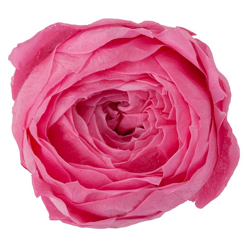 åȡץ󥻥ԥ󥯡9ءࡡDO002730-181ڥץꥶ֥ɥե