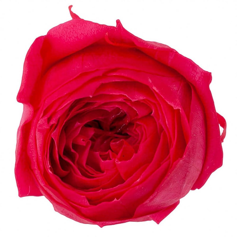 åȡեܥ9ءࡡDO002730-211ڥץꥶ֥ɥե