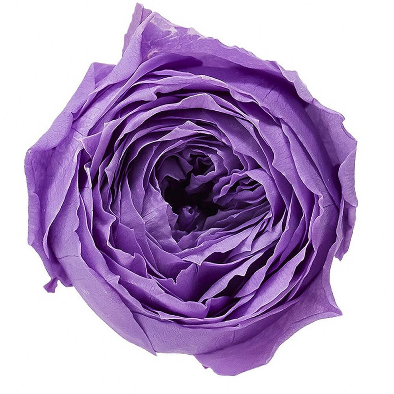 åȡ٥9ءࡡDO002730-411ڥץꥶ֥ɥե