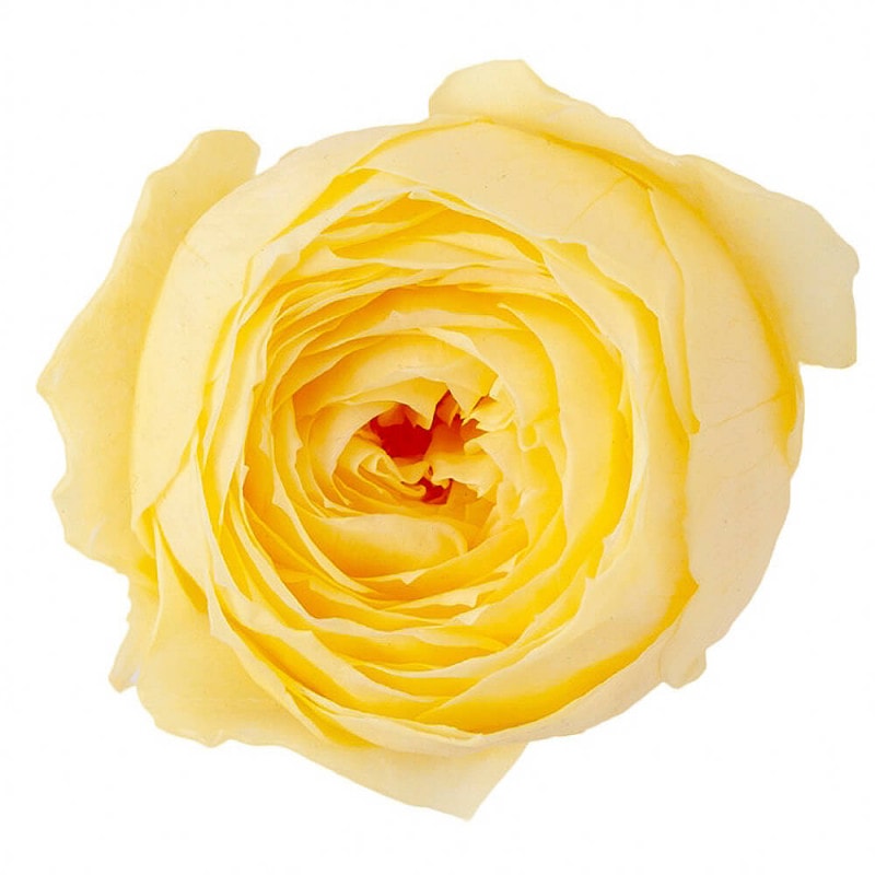 åȡ⡼˥󥰥9ءࡡDO002730-501ڥץꥶ֥ɥե