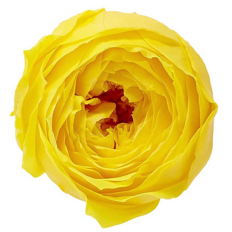 åȡߥ⥶9ءࡡDO002730-521ڥץꥶ֥ɥե