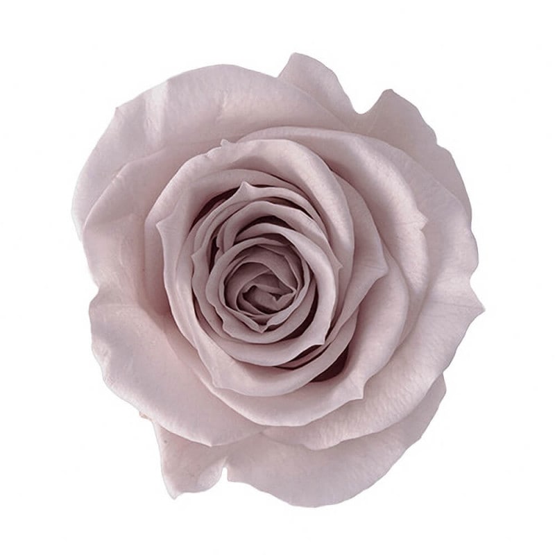 ߡԥ󥯥١塡9ءࡡDO003480-081ڥץꥶ֥ɥե