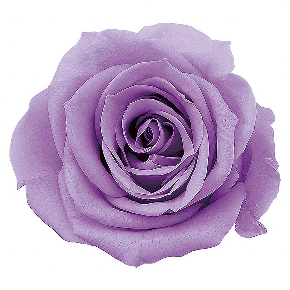 ローズ いずみ スウィートライラック 9輪 大地農園 Do 451 プリザーブドフラワー 通販 Green Piece