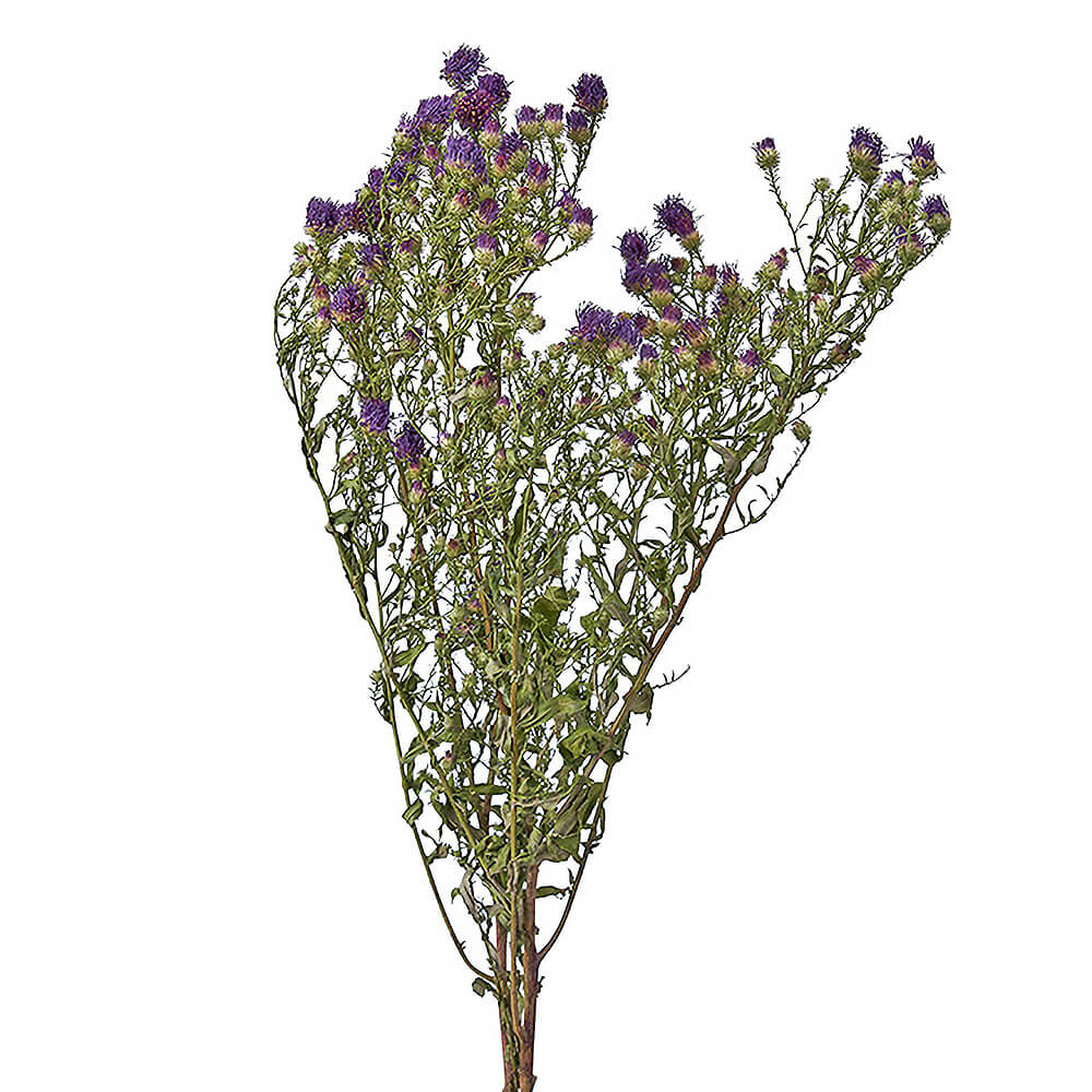 k*n様 セボンスター♡フラワーワゴンの紫 セボンスター フラワー k*n様