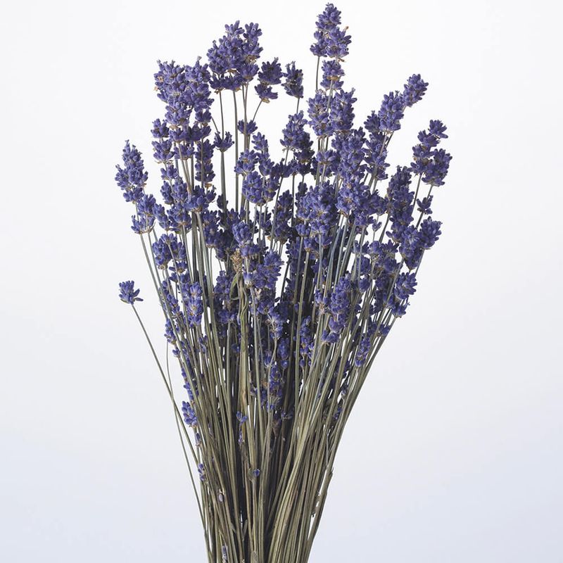 ٥NDRO10020-000ڥɥ饤ե