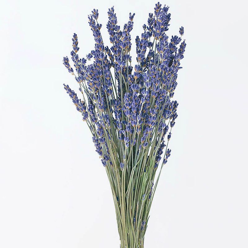 ٥꡼NDRO10040-000ڥɥ饤ե