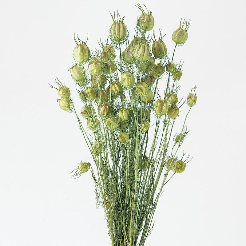 աݥԡեå奰꡼DRO10060-731ڥɥ饤ե