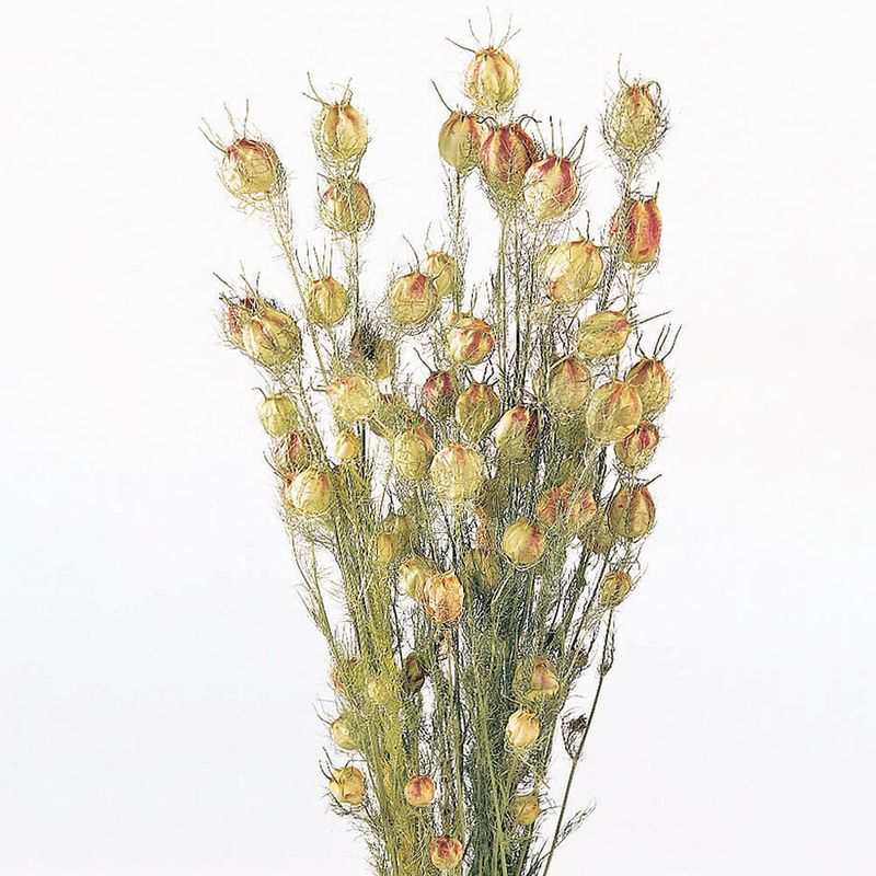 աݥԡ NGNˡDRO10060-020ڥɥ饤ե