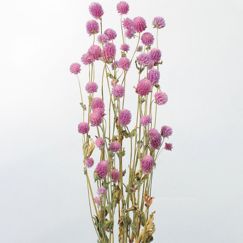 ȥ饤åDRO10120-470ڥɥ饤ե