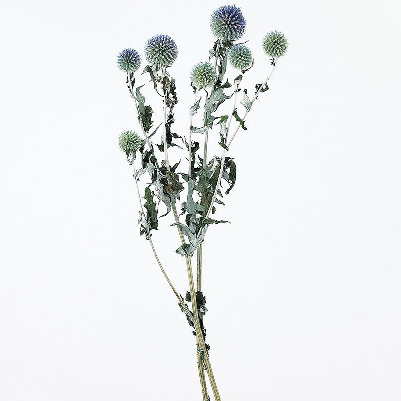 ̥NDRO10280-000ڥɥ饤ե