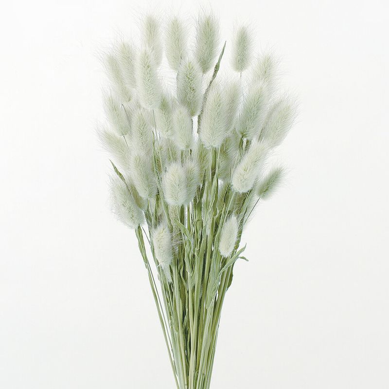 饰饹NGDRO42050N-020ڥɥ饤ե