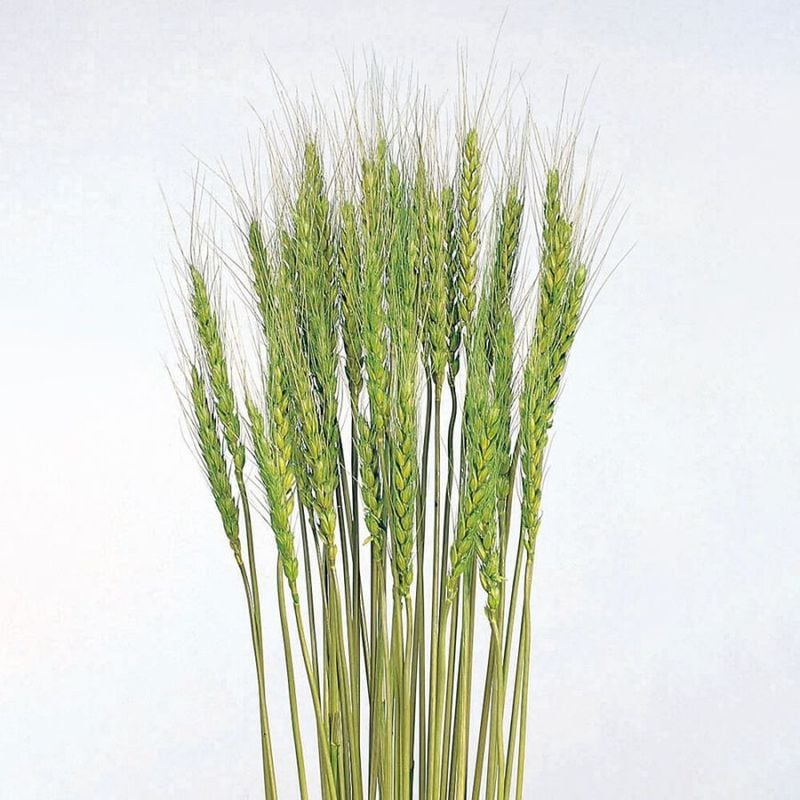  ᥤ꡼DRO50080-770ڥɥ饤ե