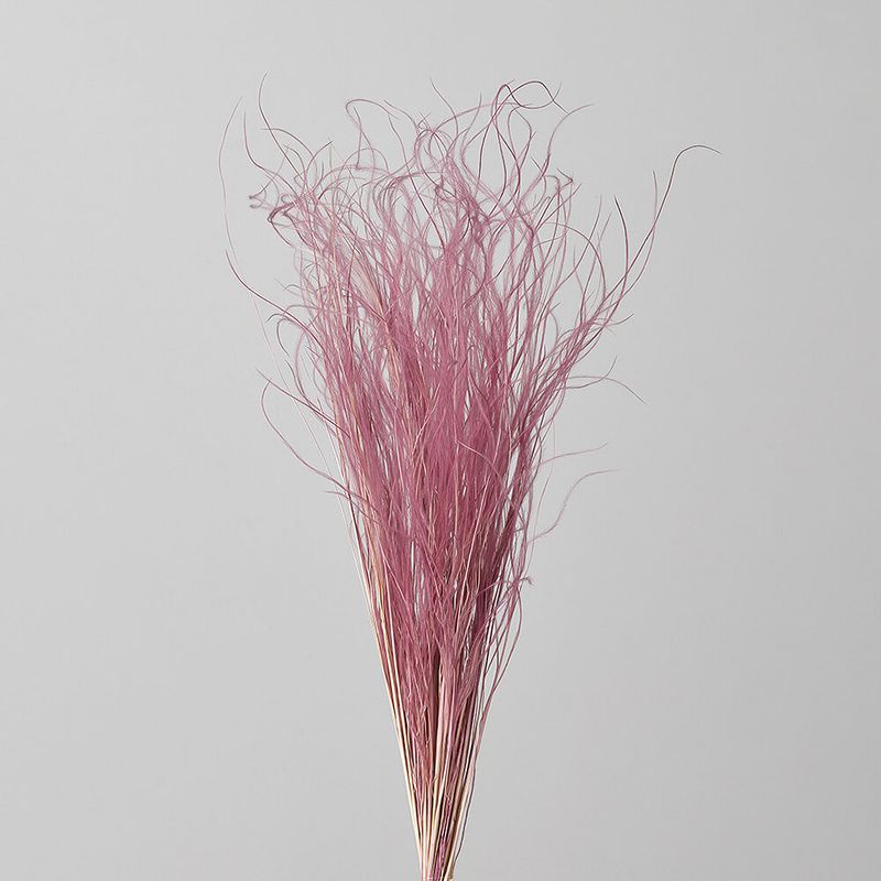 花 八重咲きハイビスカス 