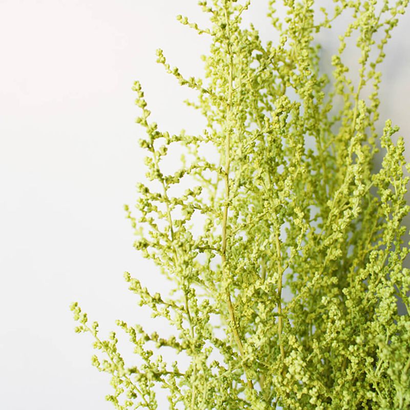 ドライフラワー ❇️グレビレアアイバンホー❣️ ドライフラワー］グレビレア アイバンホー商品ページ - 土と風の植物園