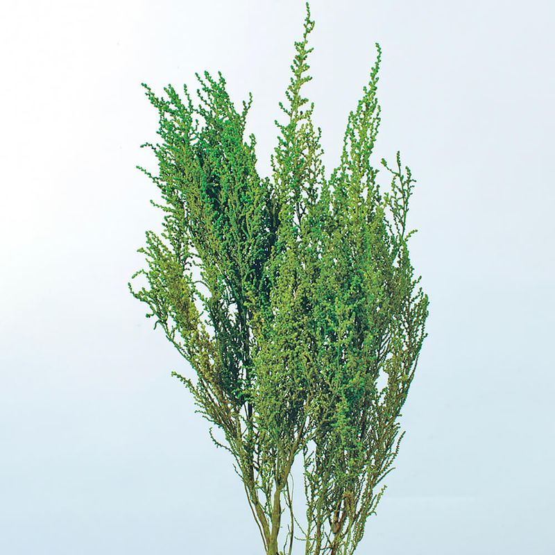 ���ȡ��١������å��奰�꡼��DRO01760-712�ڥɥ饤�ե���