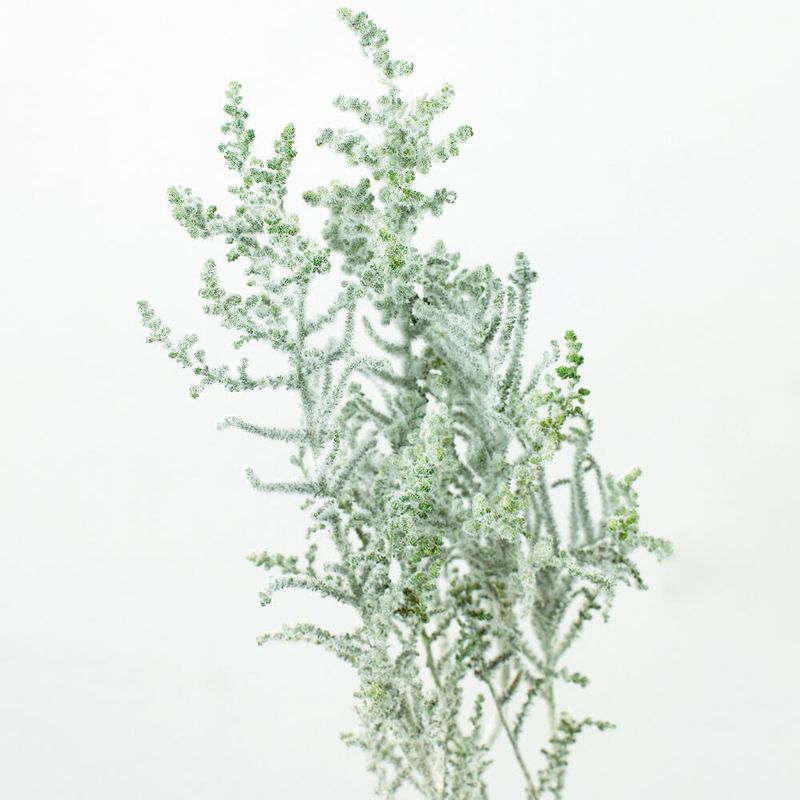 ���ȡ��١��ե��å������꡼��DRO01760A-706�ڥɥ饤�ե���