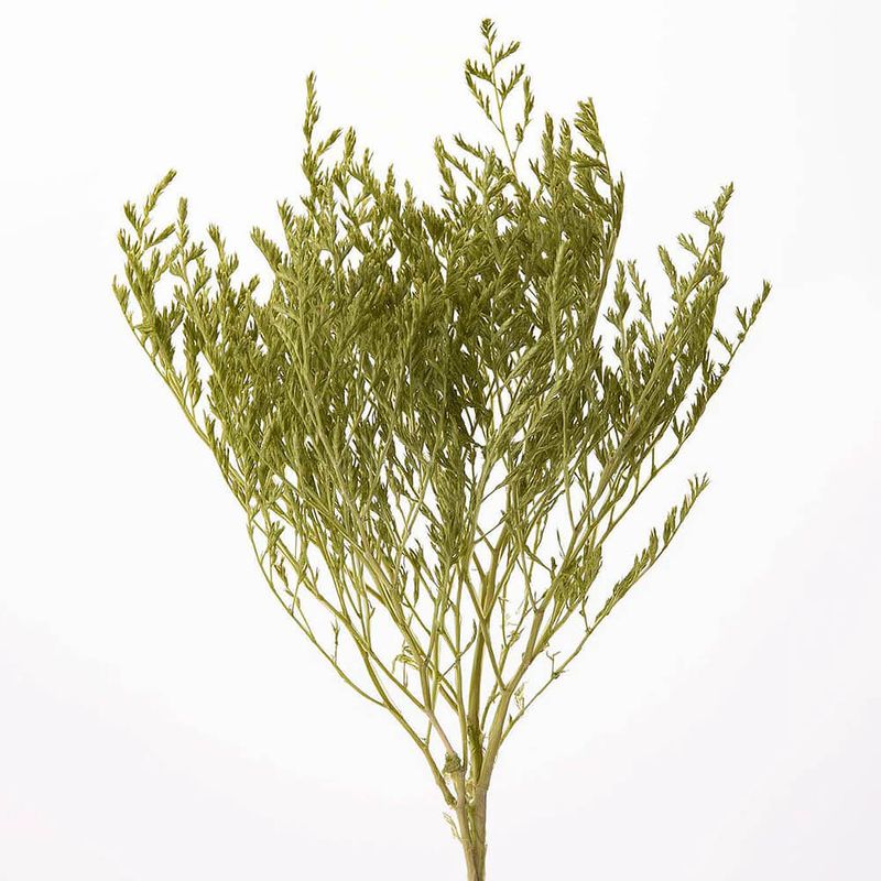 �����ꥫ ���ץ�󥰥��꡼��DRO02010-781�ڥɥ饤�ե���