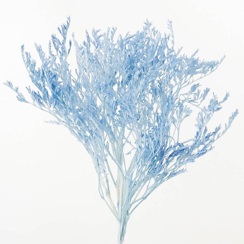 �����ꥫ �٥ӡ��֥롼��DRO02010-621�ڥɥ饤�ե���