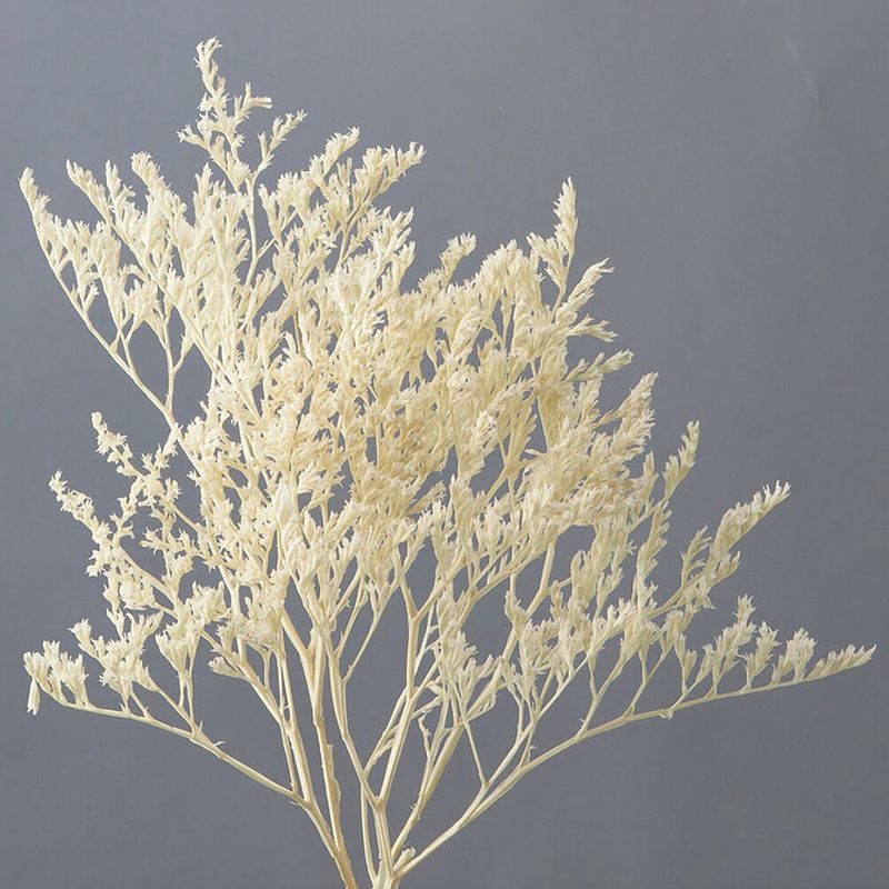 �����ꥫ ���եۥ磻�ȡ�DRO02010-011�ڥɥ饤�ե���