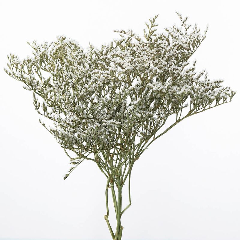 �����ꥫ N��DRO02010-000�ڥɥ饤�ե���