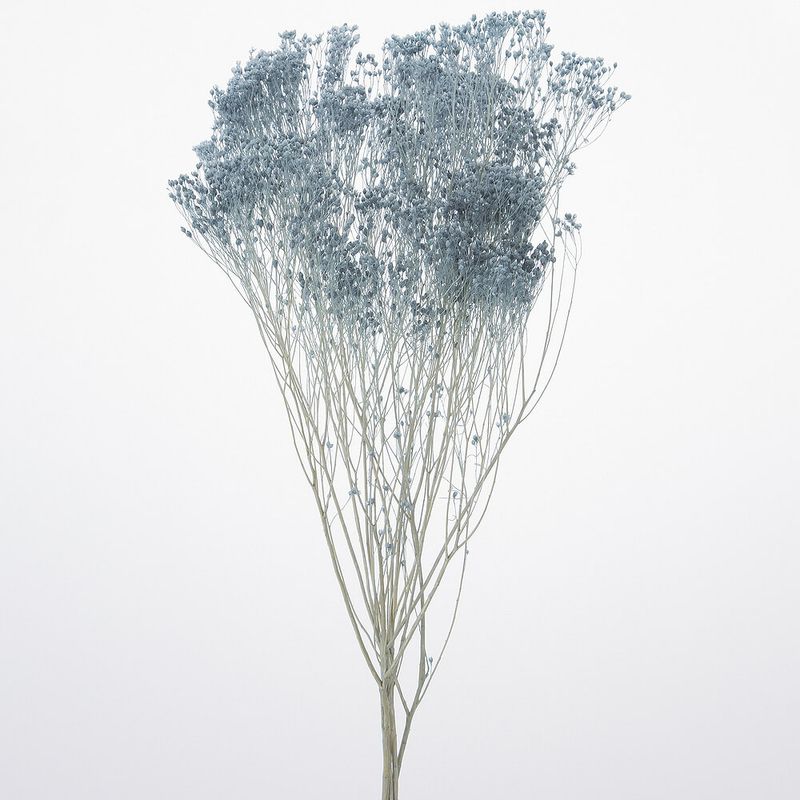 ��꥽�˥� ���⡼�����֥롼��DRO03300-641�ڥɥ饤�ե���