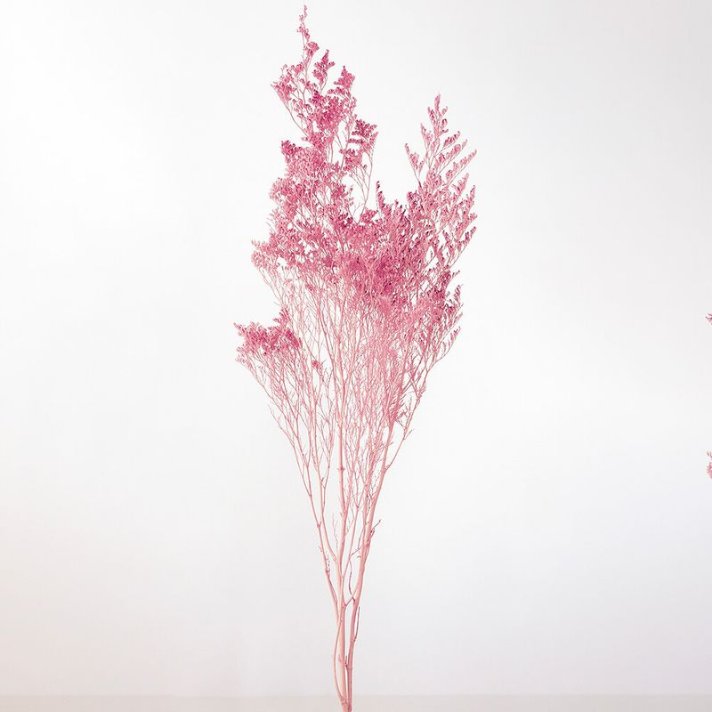 カスピア ピンク DRO03710-101【ドライフラワー】通販｜GREEN PIECE