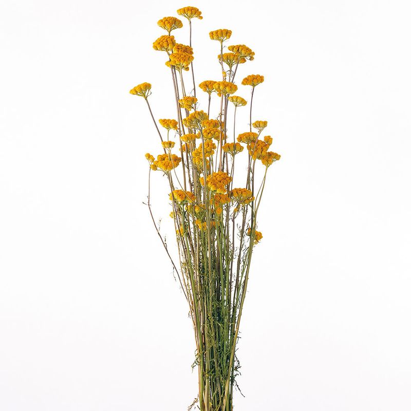 �����ʥ� N��DRO10310-000�ڥɥ饤�ե���