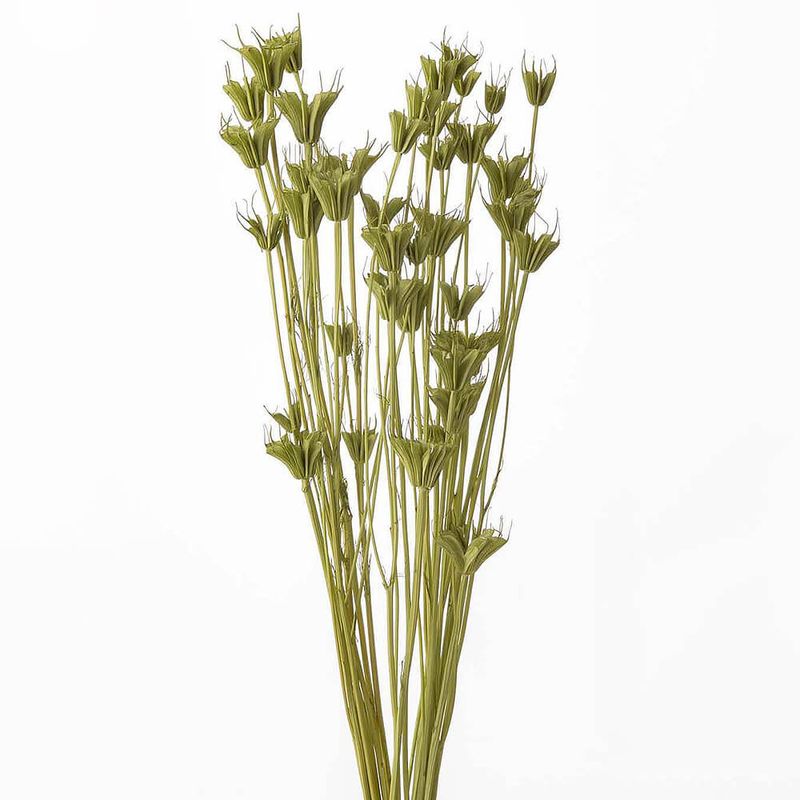 �˥��饪�ꥨ�󥿥ꥹ ���ץ�󥰥��꡼��DRO10380-781�ڥɥ饤�ե���