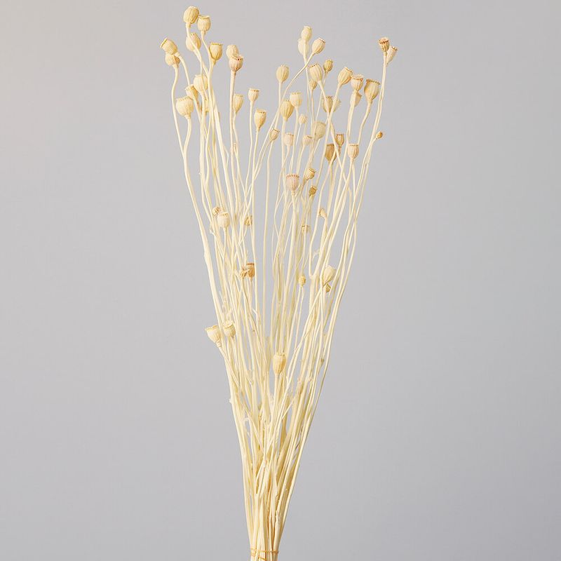 ドライフラワー通販｜GREEN PIECE