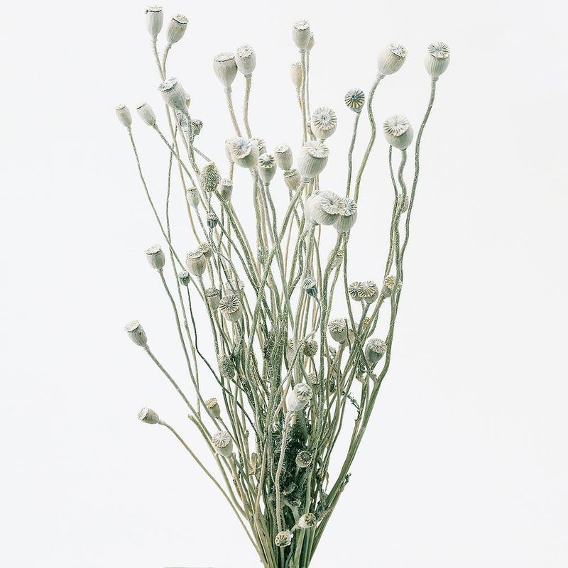 ドライフラワー通販｜GREEN PIECE