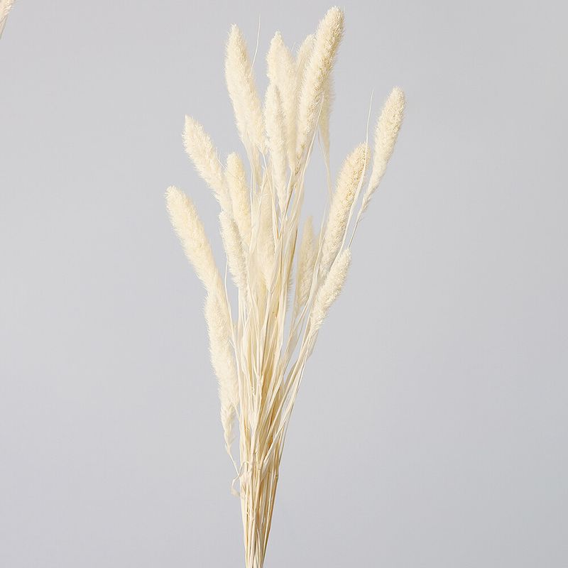 �����ꥢ ���եۥ磻�ȡ�DRO14500-011�ڥɥ饤�ե���