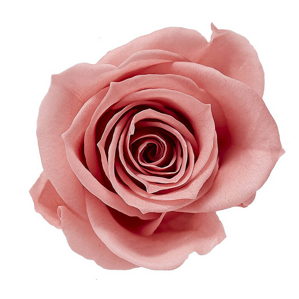 �������������ߡ��ܥ�ܥ�ԥ󥯡�9�ء��������ࡡDO003480-171�ڥץꥶ���֥ɥե���